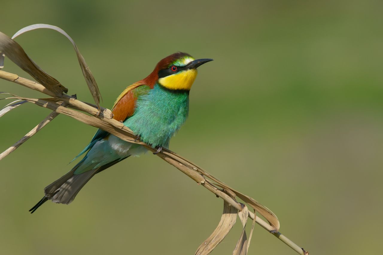 Gruccione (Merops apiaster)